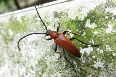 アカハナカミキリ