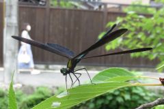 ハグロトンボ