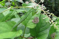 カマキリの幼虫