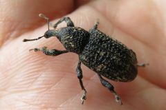 クリアナアキゾウムシ