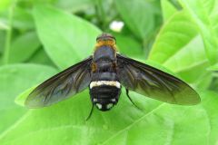 クロバネツリアブ