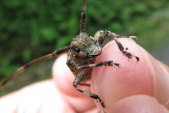 ナガゴマフカミキリ