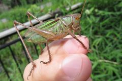 ニシキリギリス