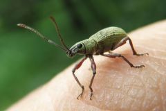 オオクチブトゾウムシ