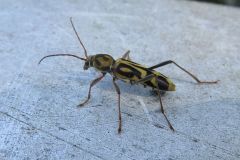 タケトラカミキリ