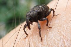 ニセマツノシラホシゾウムシ