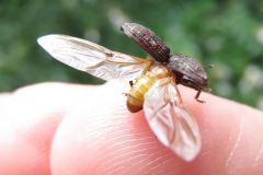 ニセマツノシラホシゾウムシ