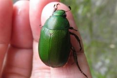 ヤマトアオドウガネ?