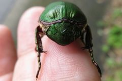 ヤマトアオドウガネ?