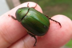 アオドウガネ