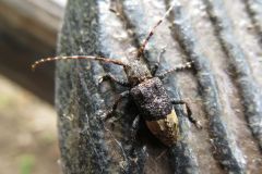 アトジロサビカミキリ