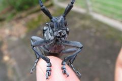 ゴマダラカミキリ