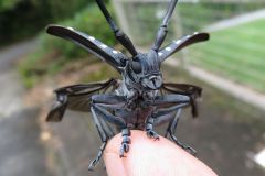 ゴマダラカミキリ