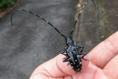 ゴマダラカミキリ