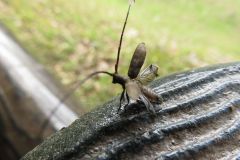 ヒメヒゲナガカミキリ