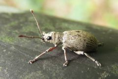 カシワクチブトゾウムシ