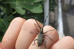キボシカミキリ