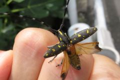 キボシカミキリ
