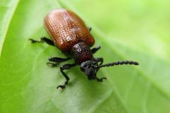 キイロクビナガハムシ