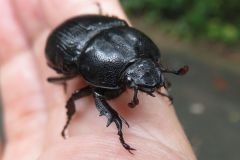 コカブトムシ