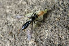 コムライシアブ