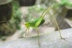 クダマキモドキの幼虫