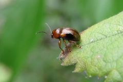 ムネアカキバネサルハムシ