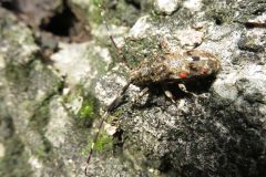 ナガゴマフカミキリ