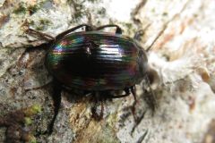 ナガニジゴミムシダマシ