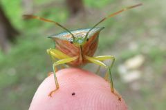 セアカツノカメムシ