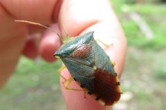 セアカツノカメムシ