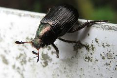 セマダラコガネ