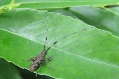 セミスジコブヒゲカミキリ