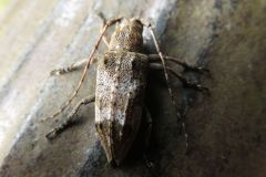 トガリシロオビサビカミキリ