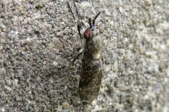 アカバネゴマフアブ