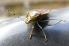 チャバネアオカメムシ