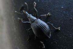 ヒゲナガホソクチゾウムシ