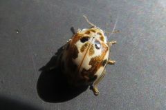クモガタテントウ
