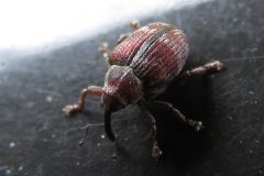 オビアカサルゾウムシ