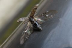ツノブトホタルモドキ