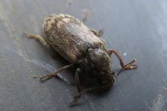 ツノブトホタルモドキ