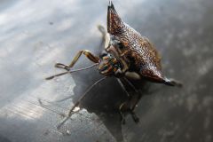 ウシカメムシ