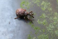 ユアサハナゾウムシ?