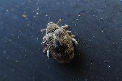 キンケノミゾウムシ?