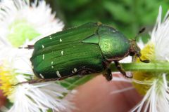 アオハナムグリ