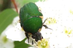 ホソコハナムグリ