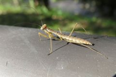 カマキリの幼虫