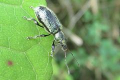 ケブカトゲアシクチブトゾウムシ