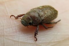 コイチャコガネ