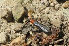 クビアカモモブトホソカミキリ